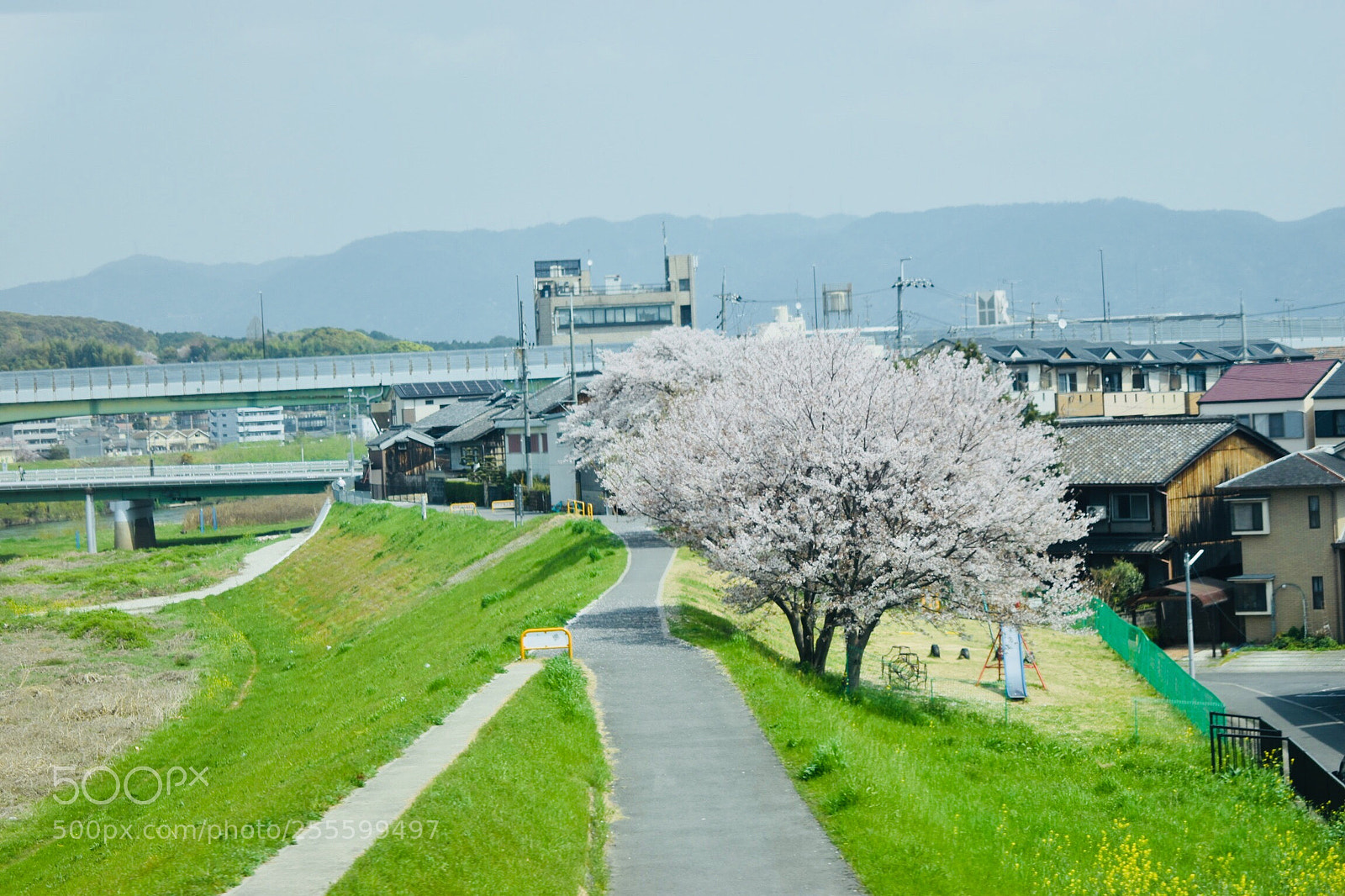Nikon D5600 sample photo. On road photography