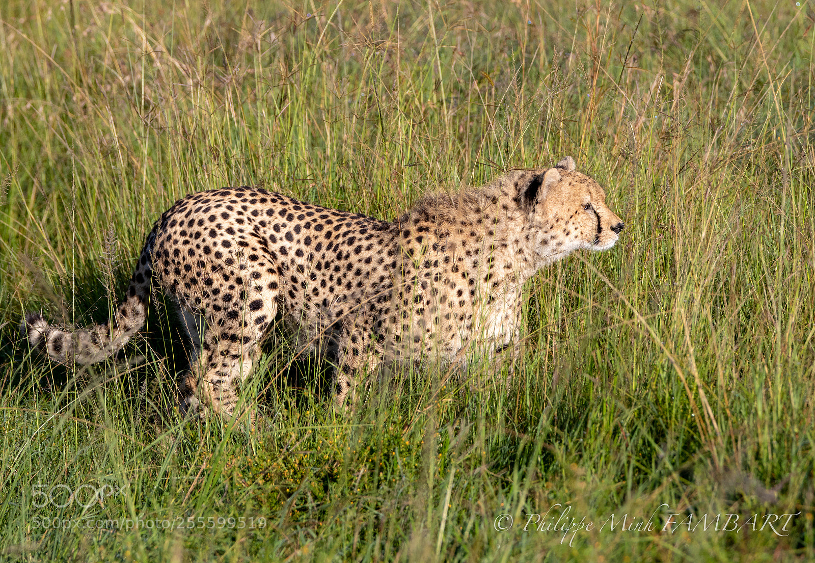 Canon EOS 5D Mark IV sample photo. Cheetah on landscape of photography