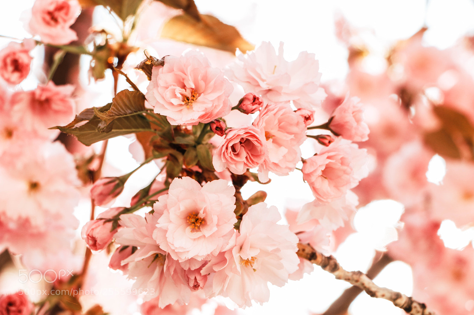 Canon EOS 70D sample photo. . photography