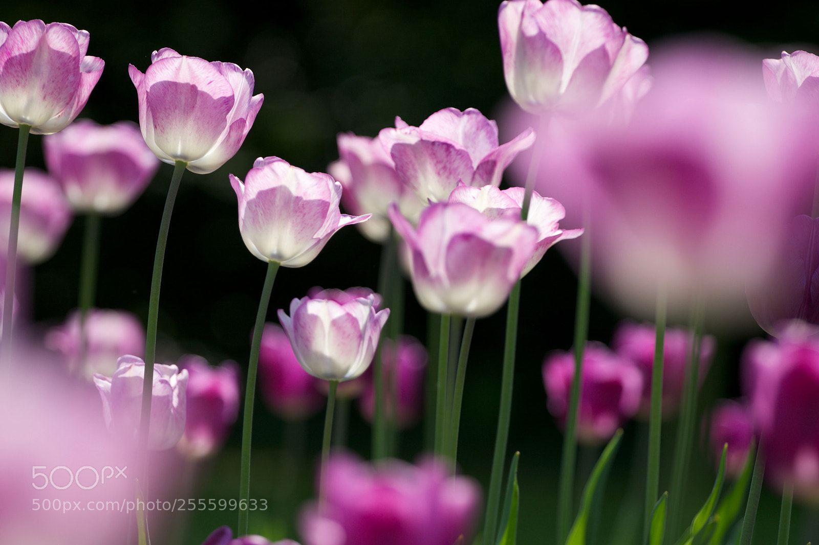 Canon EOS 7D Mark II sample photo. Spring day in frankfurt photography