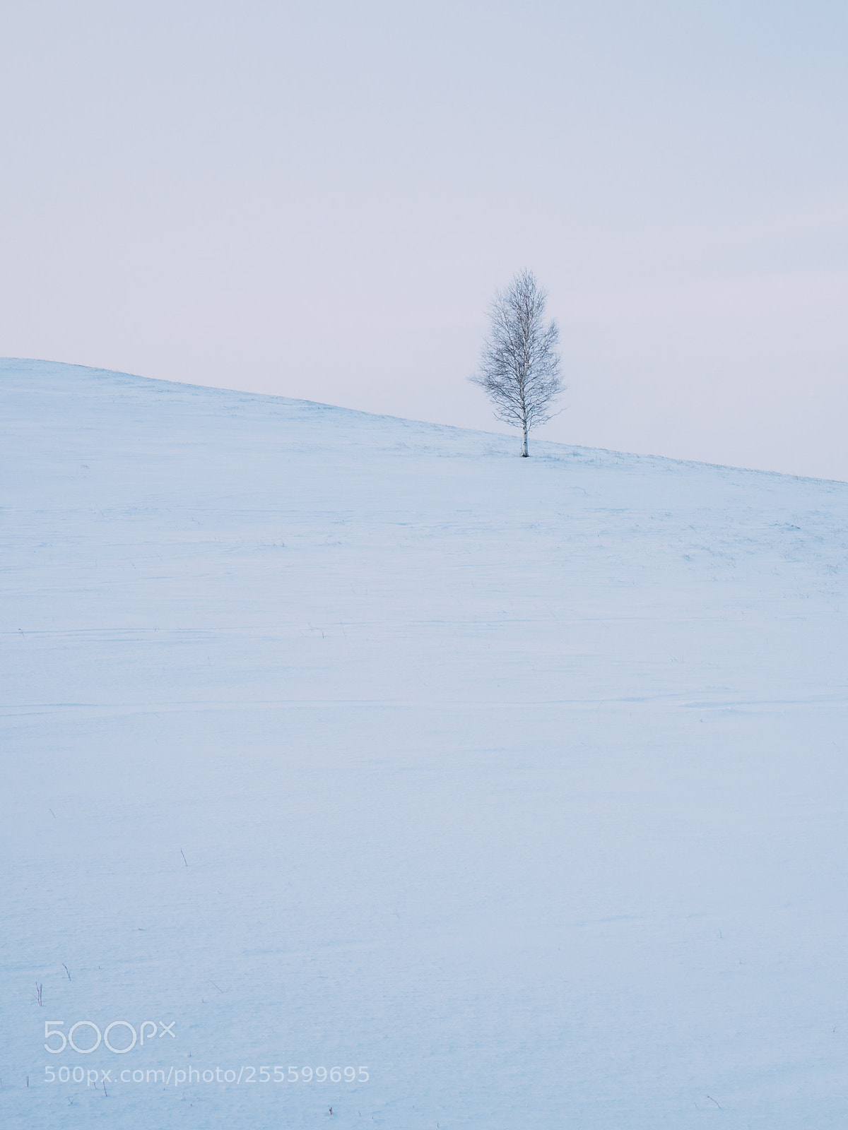 Olympus OM-D E-M10 sample photo. Lonely 2 photography