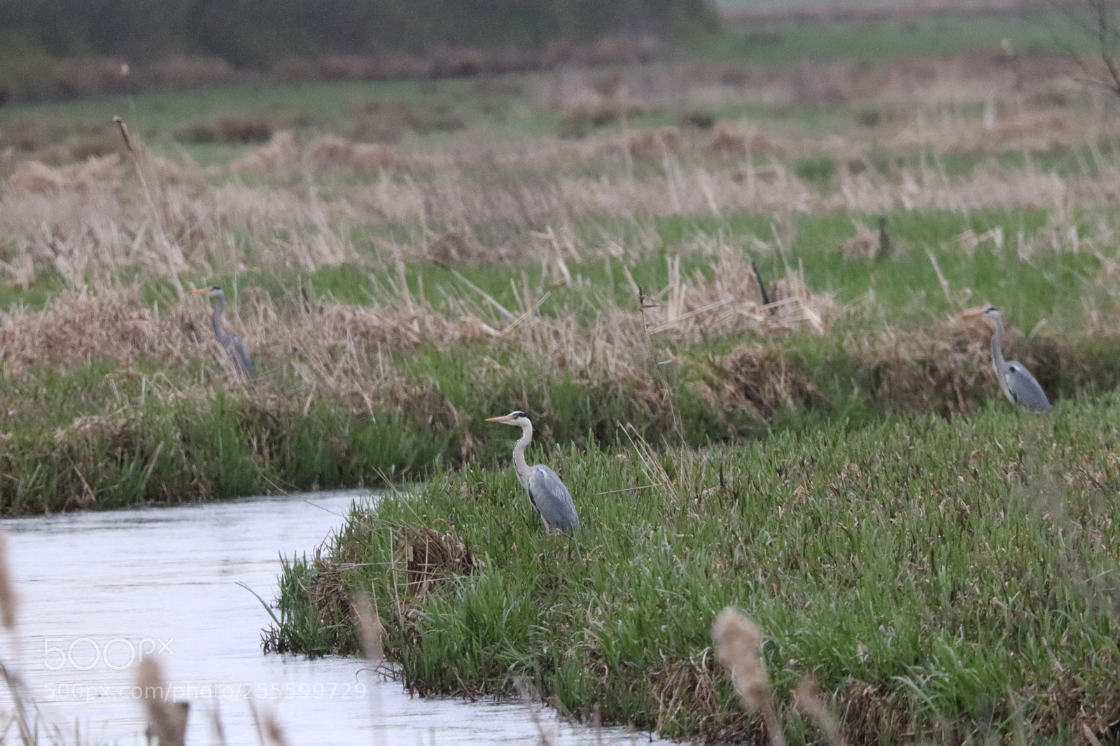 Canon EOS 77D (EOS 9000D / EOS 770D) sample photo. 3 heron's photography