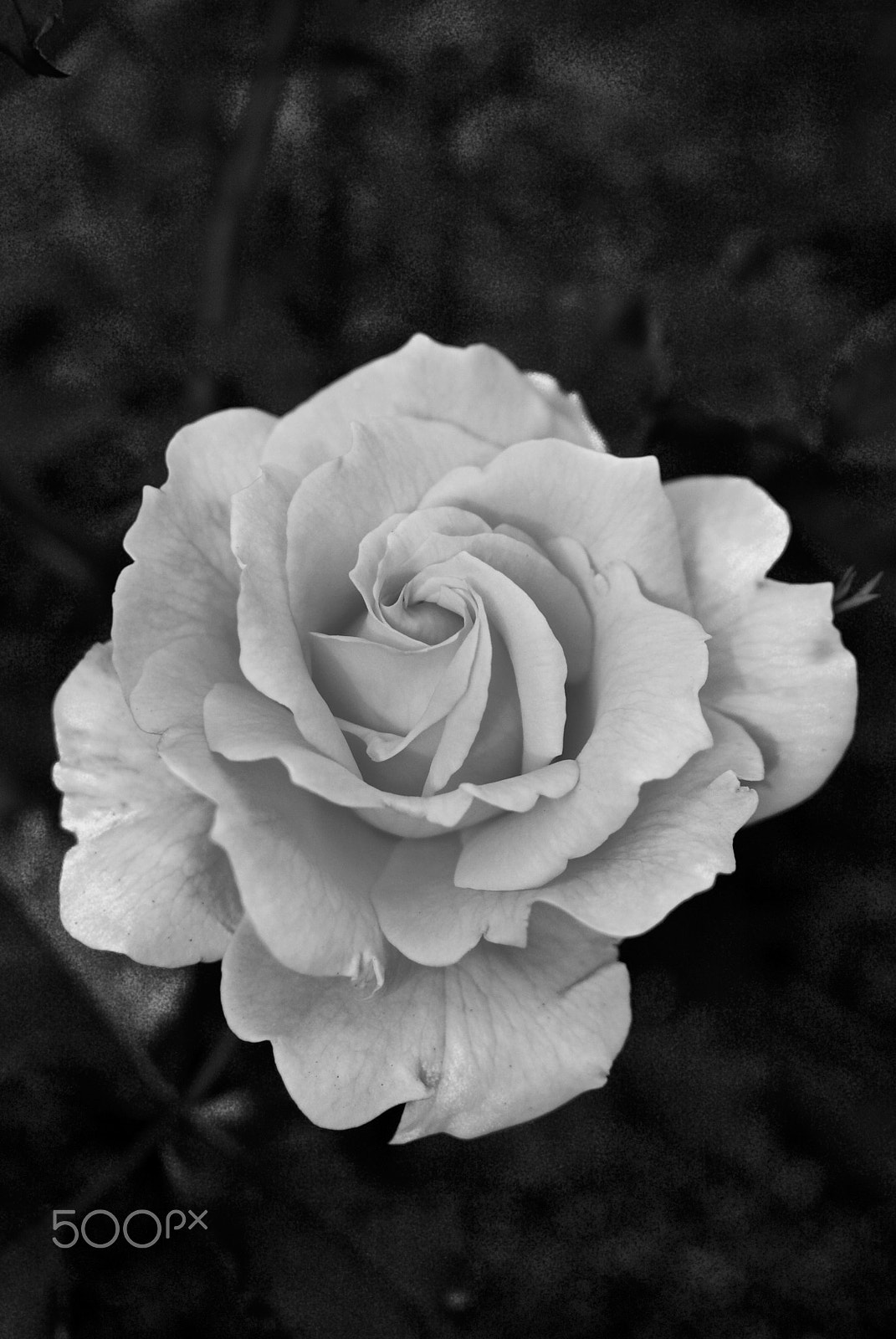Nikon 1 J2 sample photo. Black & white rose photography