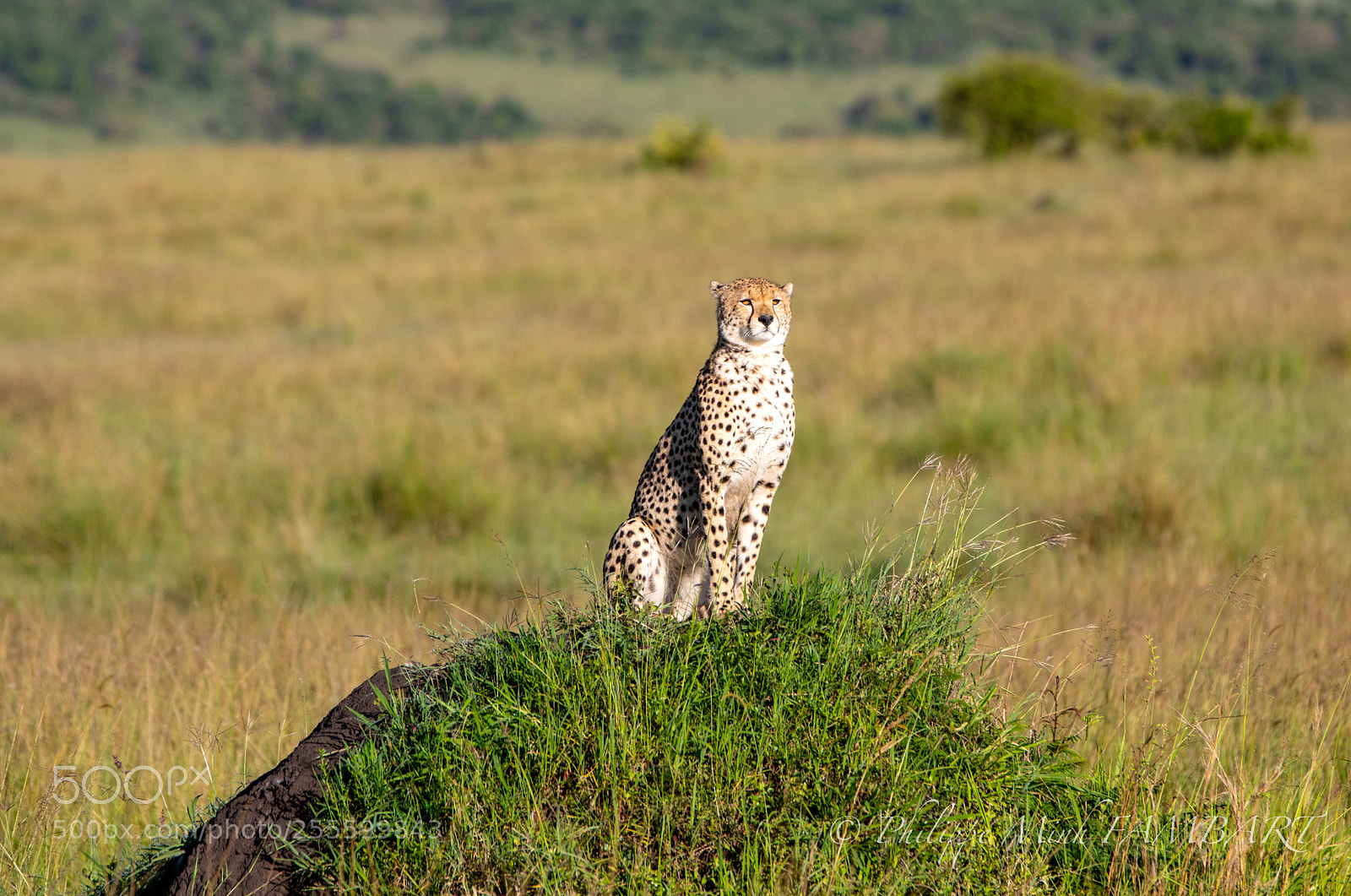 Canon EOS 5D Mark IV sample photo. Cheetah on landscape of photography