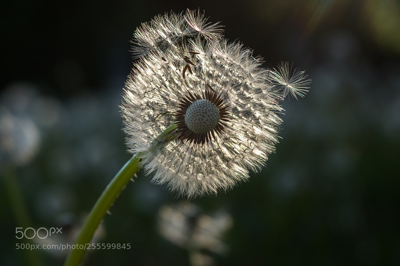 Fujifilm X-T1 sample photo. Fly away photography