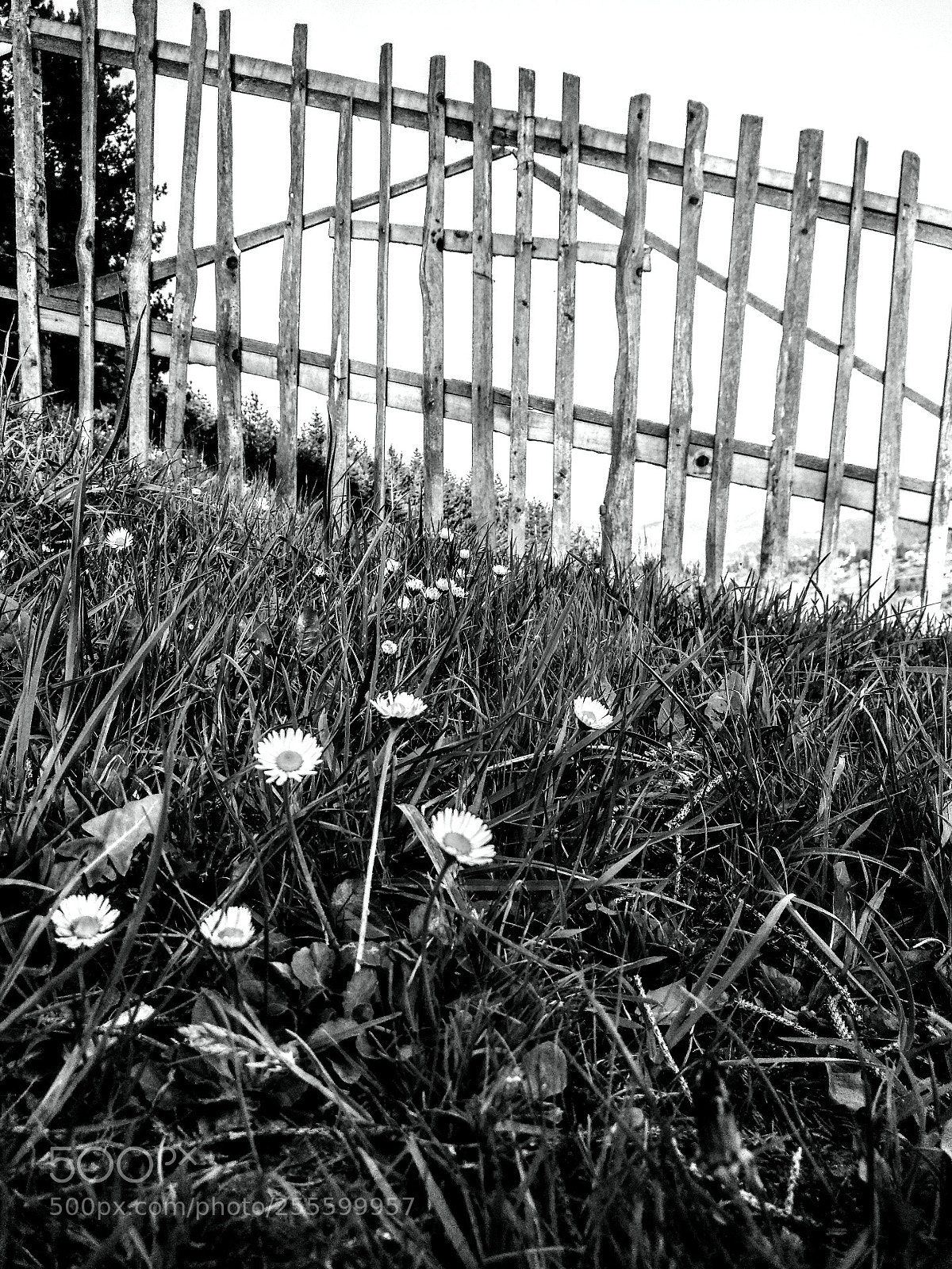 Xiaomi Mi A1 sample photo. Grass, flowers... photography