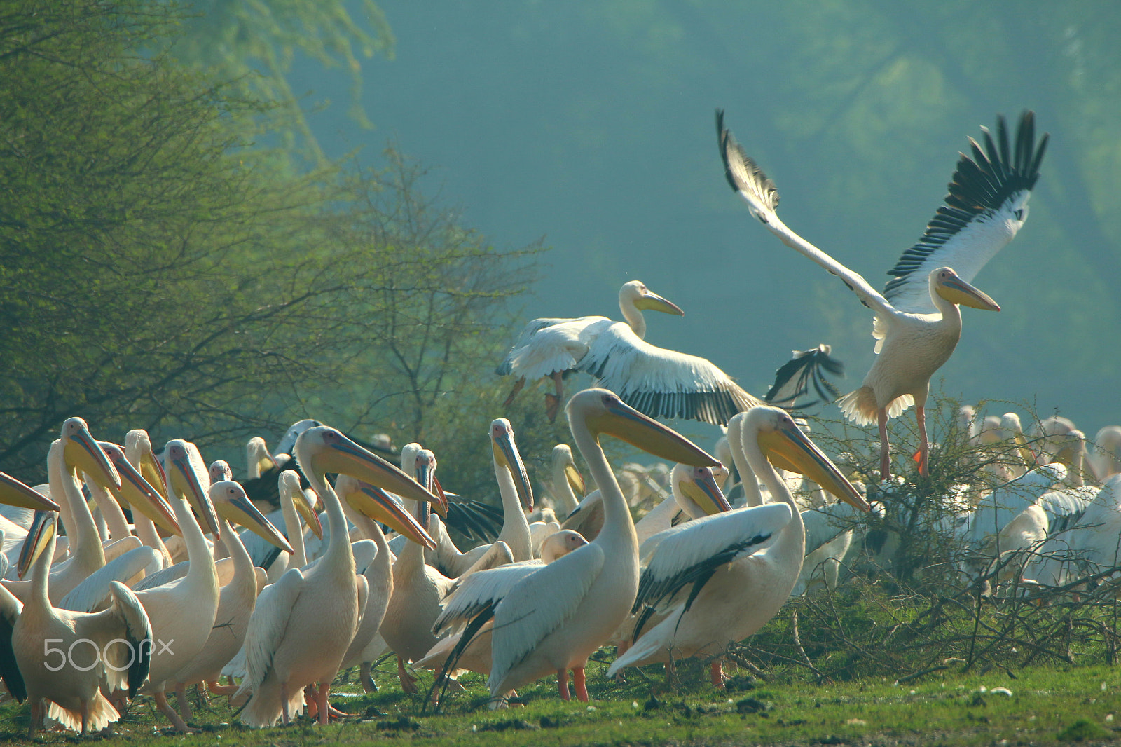 Canon EOS 70D sample photo. The pelican planet photography