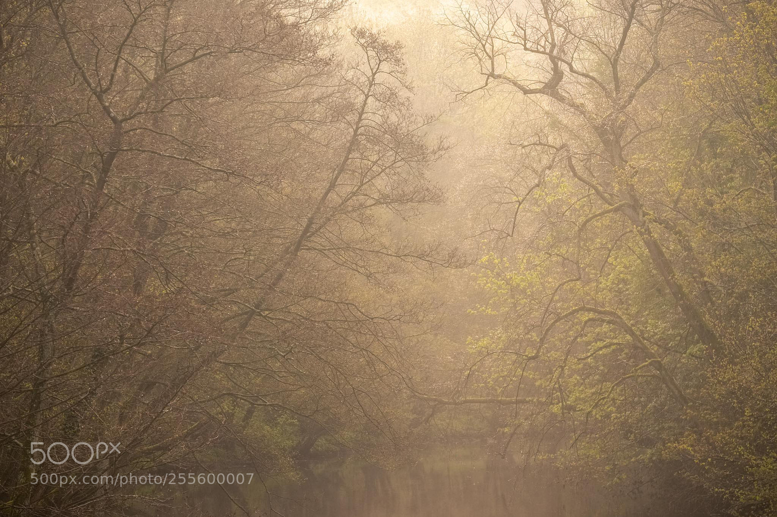 Fujifilm X-T1 sample photo. Spring morning nidd gorge photography