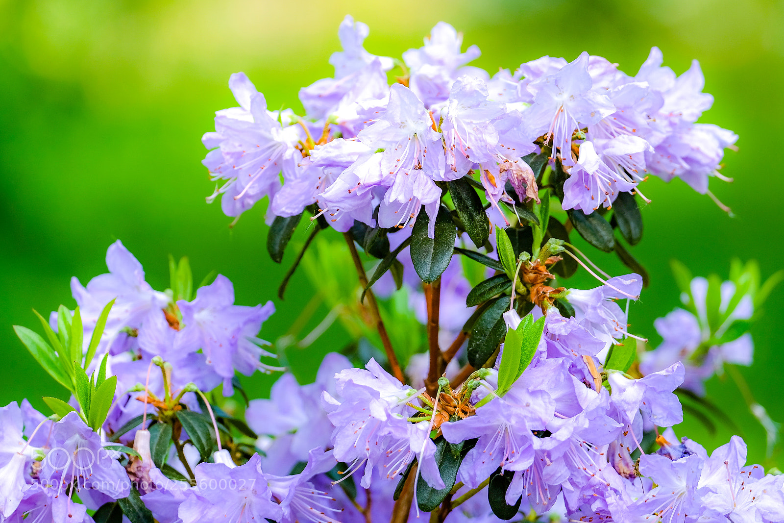 Fujifilm X-E3 sample photo. Colors in spring photography