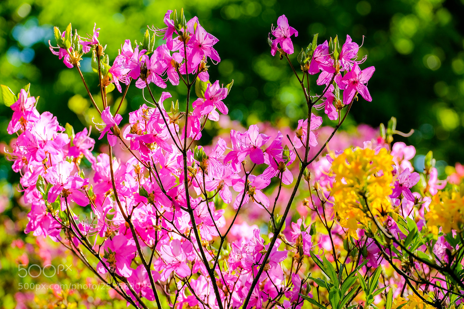 Fujifilm X-E3 sample photo. Colors in spring photography