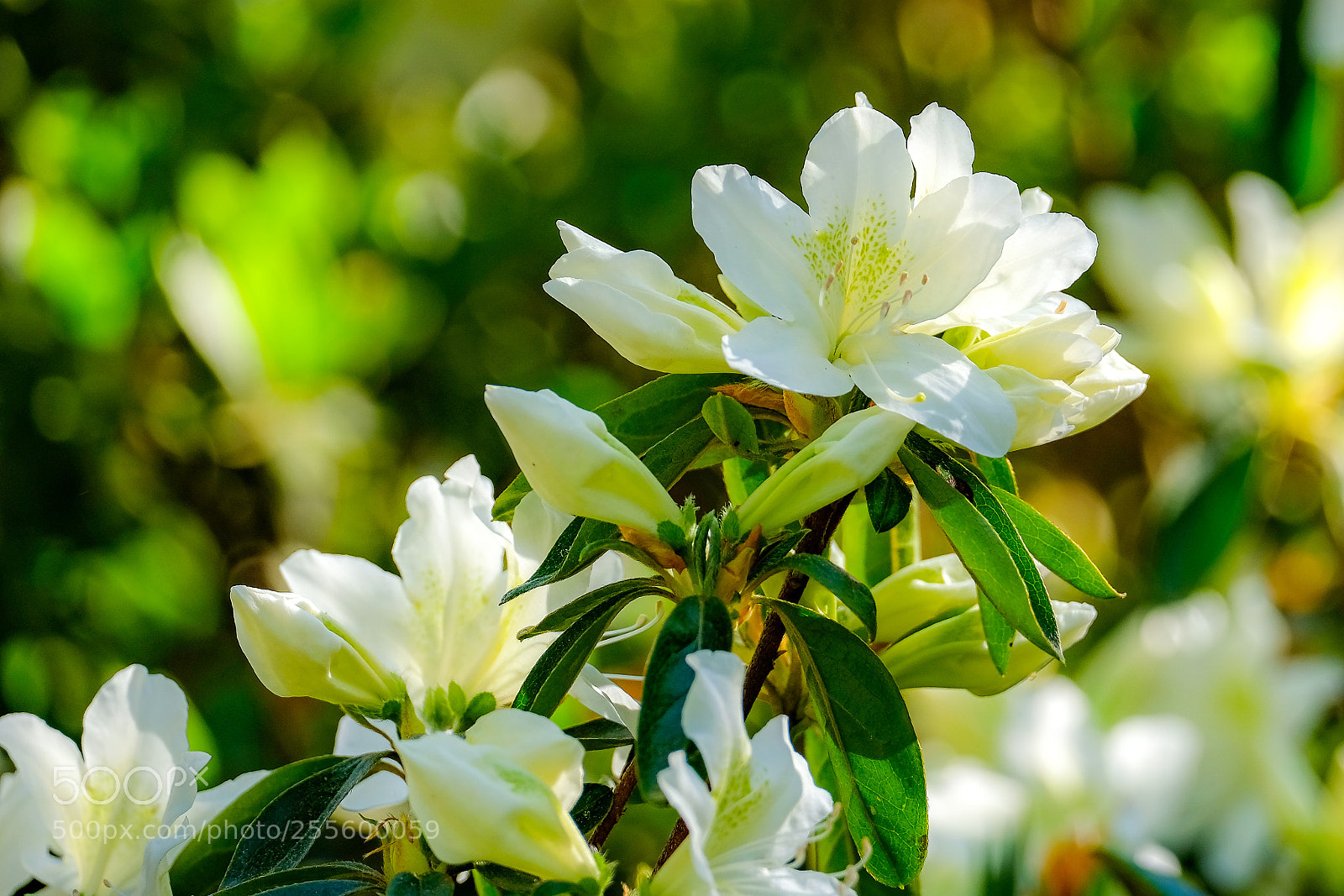Fujifilm X-E3 sample photo. Colors in spring photography
