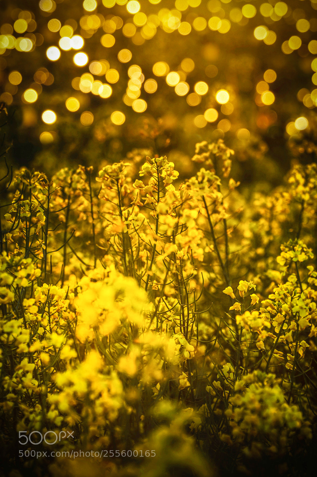 Nikon D3200 sample photo. Yellow photography
