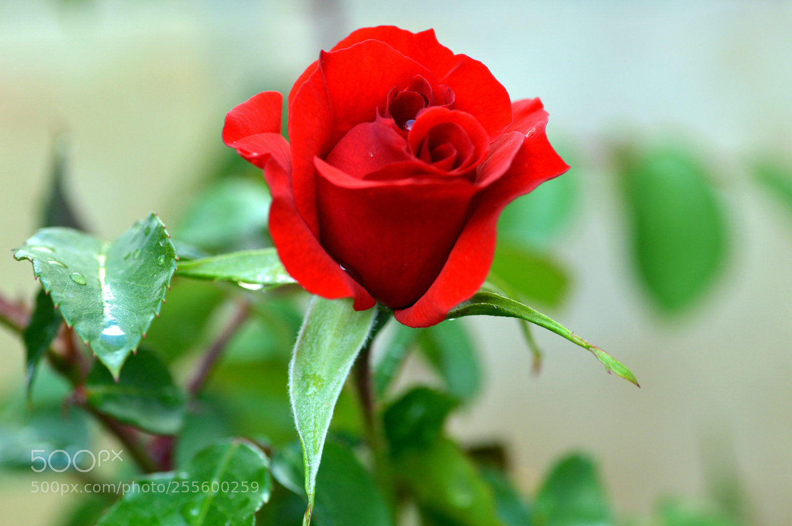Nikon D3200 sample photo. Color   y  vida photography