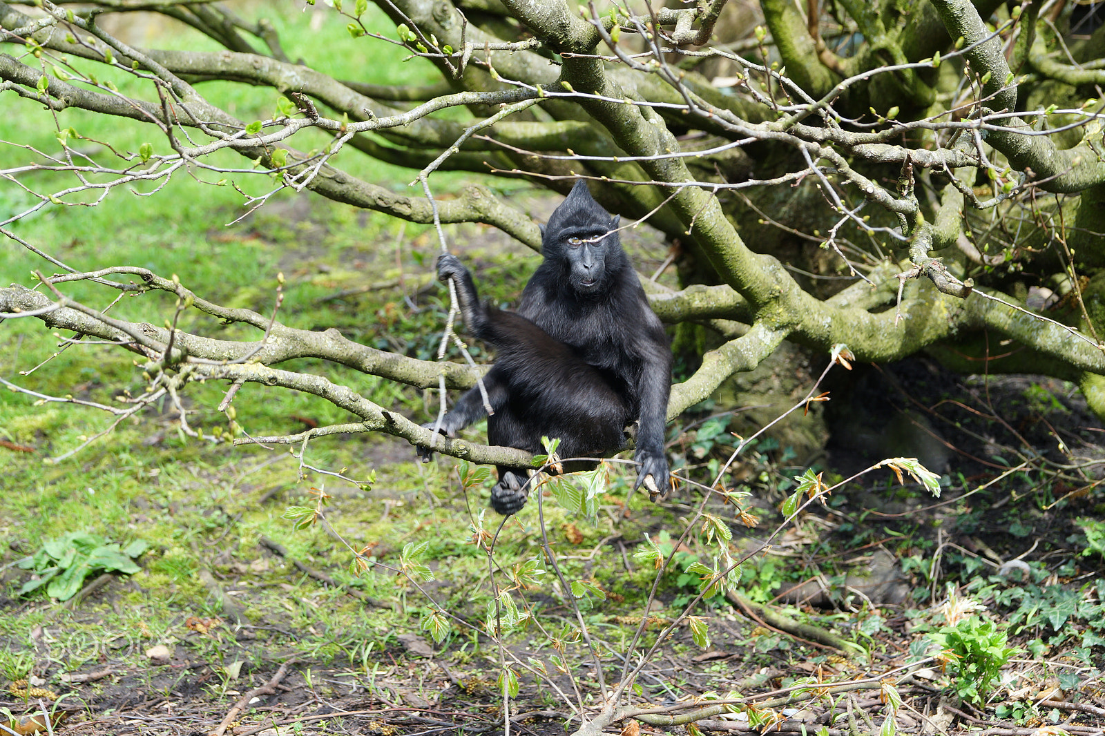 Sony 70-400mm F4-5.6 G SSM II sample photo. Monkey relaxing in the tree photography