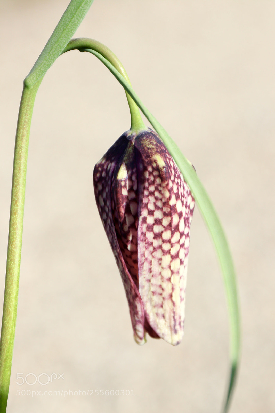 Canon EOS 77D (EOS 9000D / EOS 770D) sample photo. Fritillaria meleagris photography