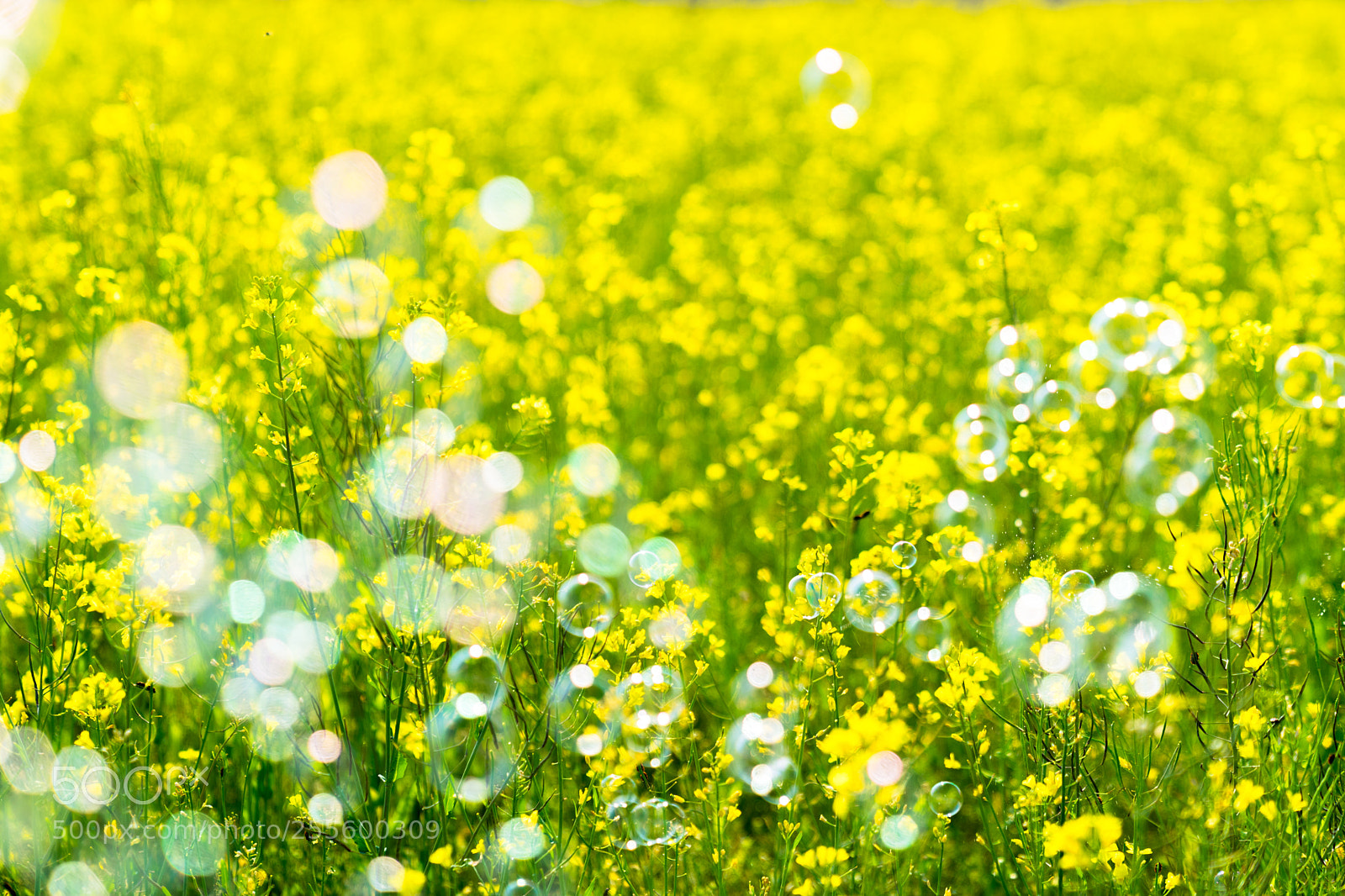 Sony a7 II sample photo. Prism photography