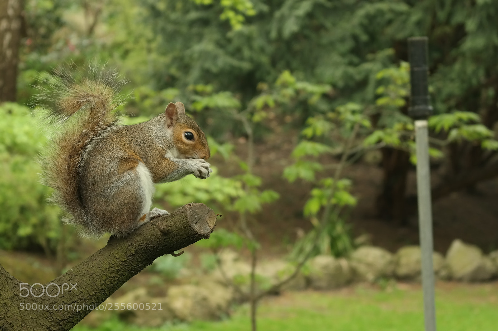 Samsung NX300 sample photo. Squiiiiiirrel ! photography