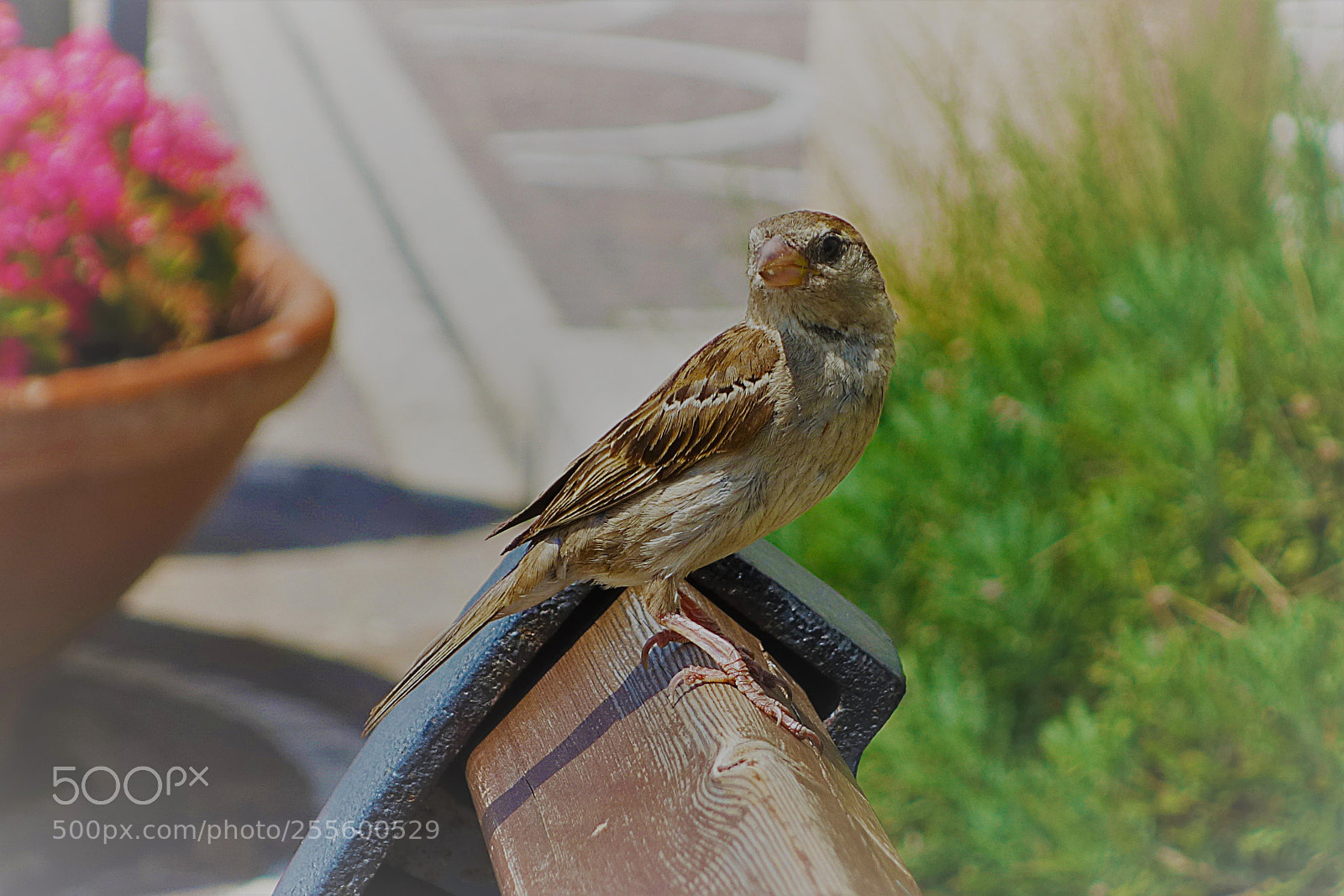 Sony Cyber-shot DSC-RX100 sample photo. Passero photography