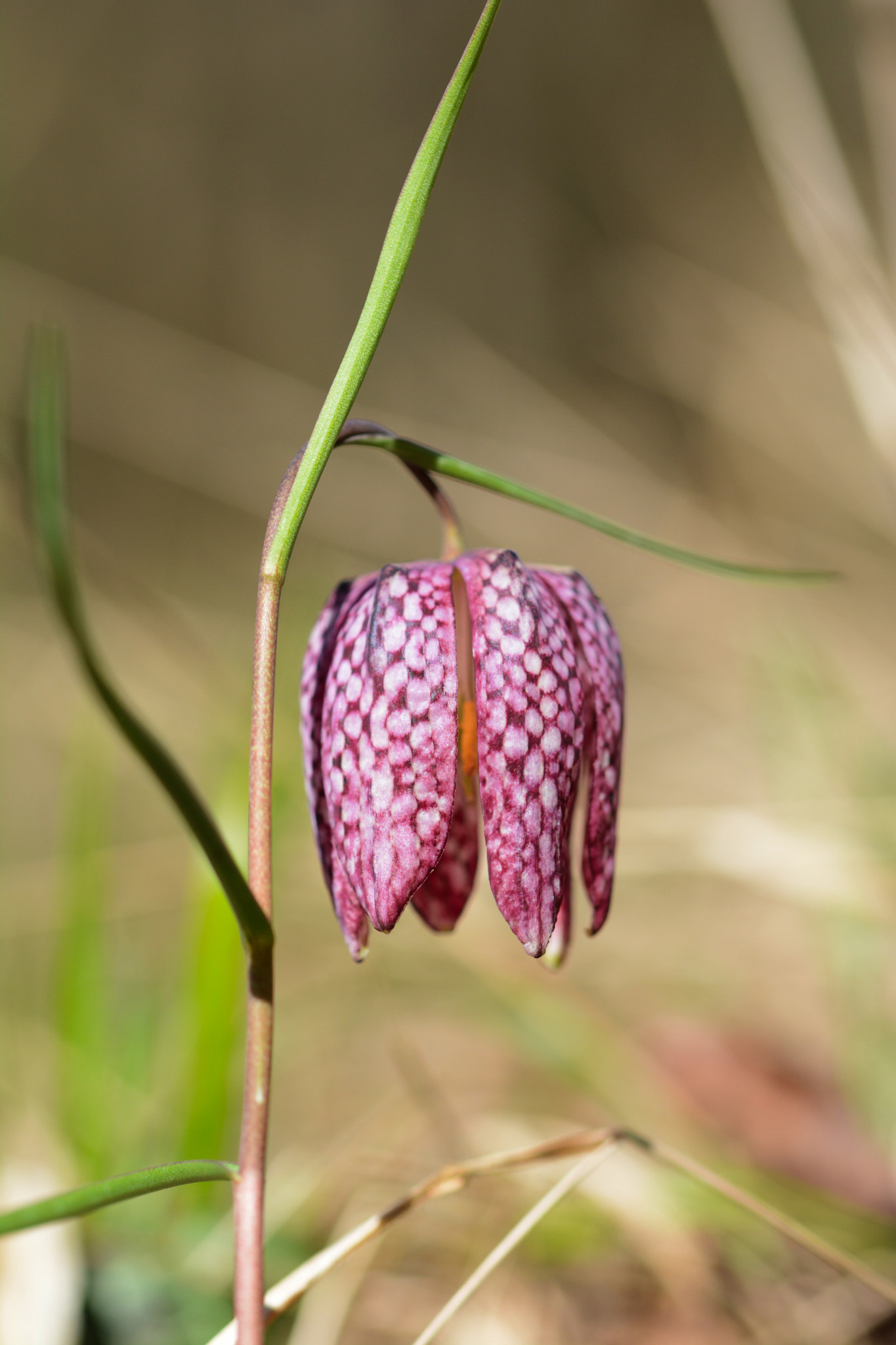 Sigma 105mm F2.8 EX DG OS HSM sample photo. Fritillaire pintade(fritillaria meleagris) photography