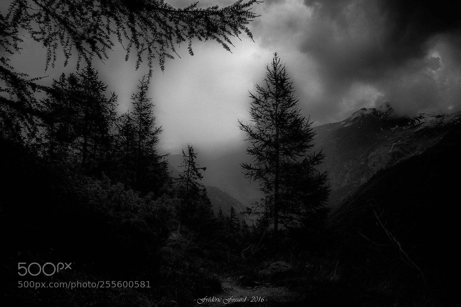 Canon EOS 70D sample photo. Moody wood photography