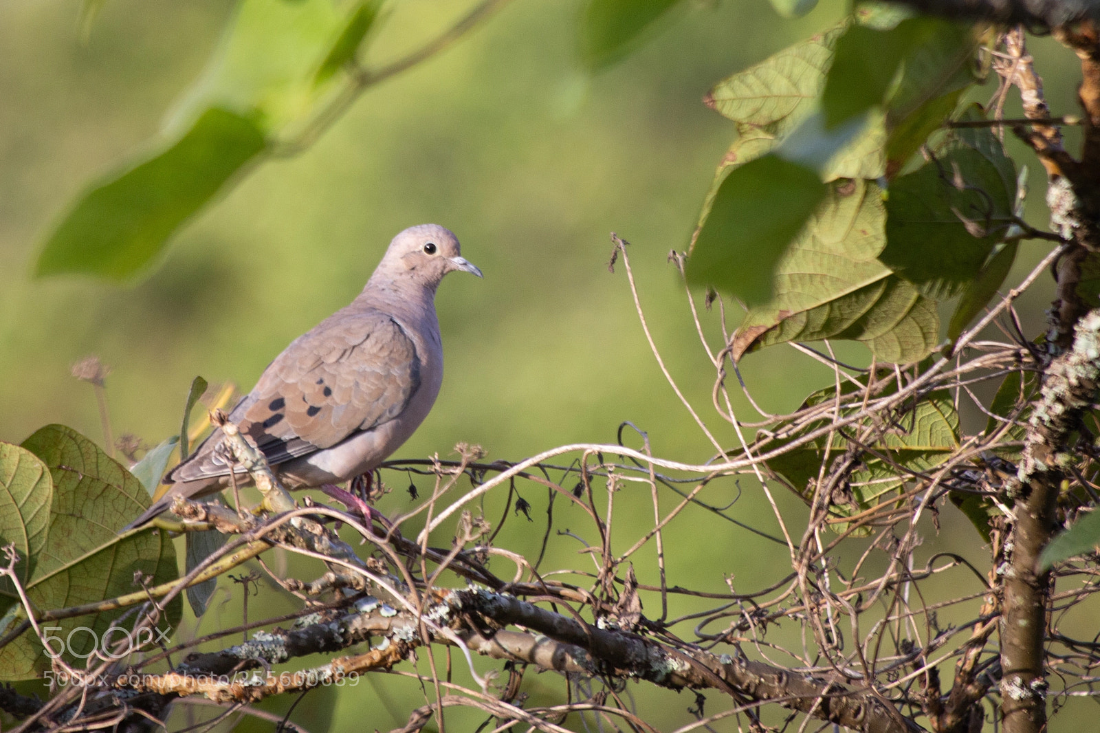 Canon EOS 6D sample photo. Just a bird photography