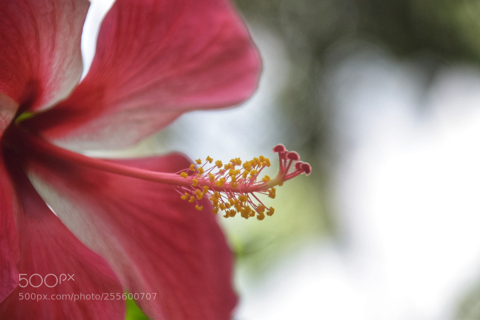 Nikon D5300 sample photo. Hibiscus photography