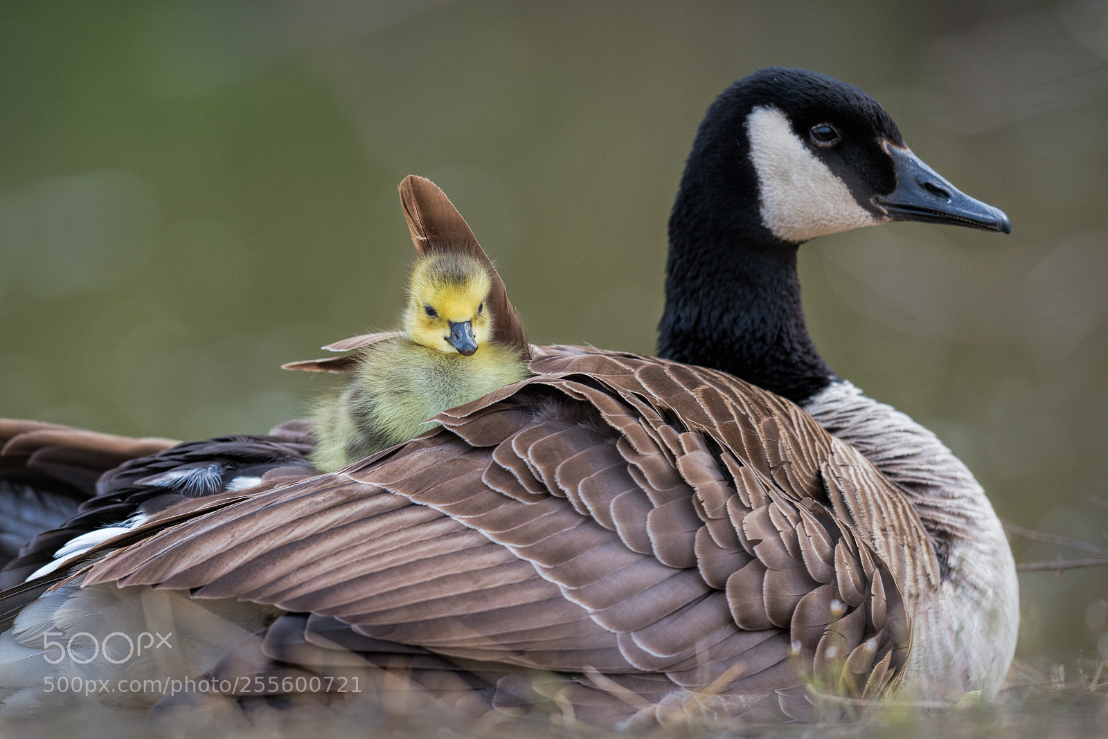 Nikon D800E sample photo. Mother goose photography