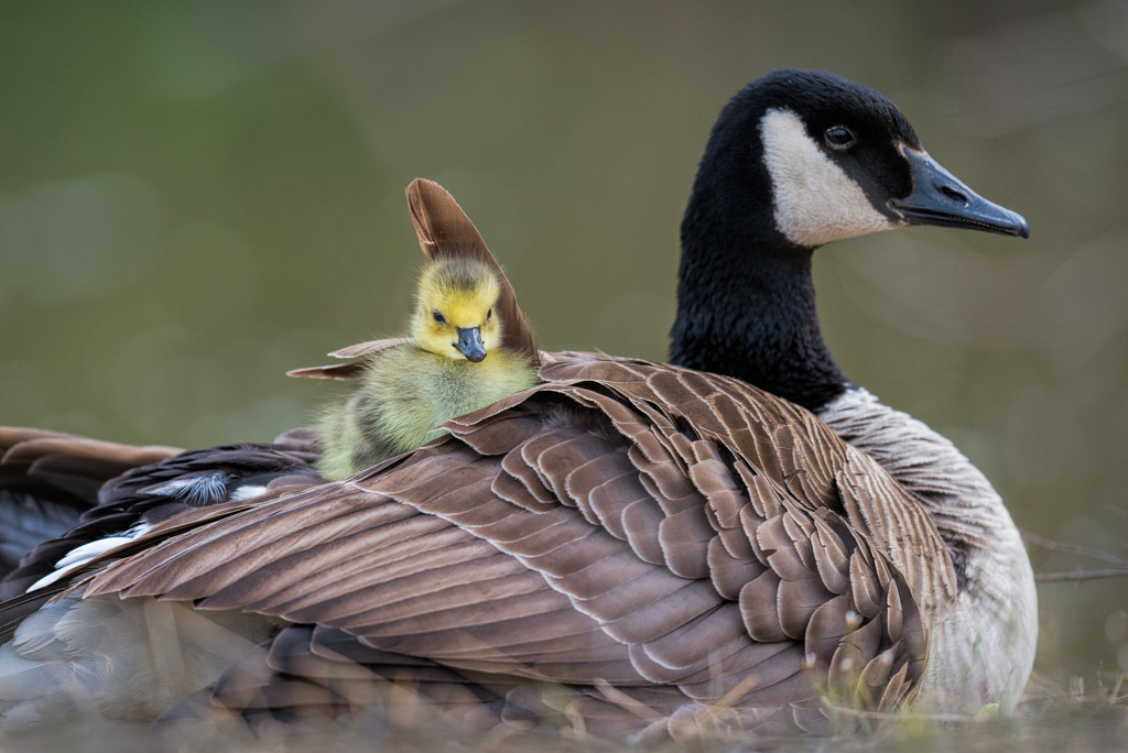 Mother Goose by Pete Volkmar on 500px.com