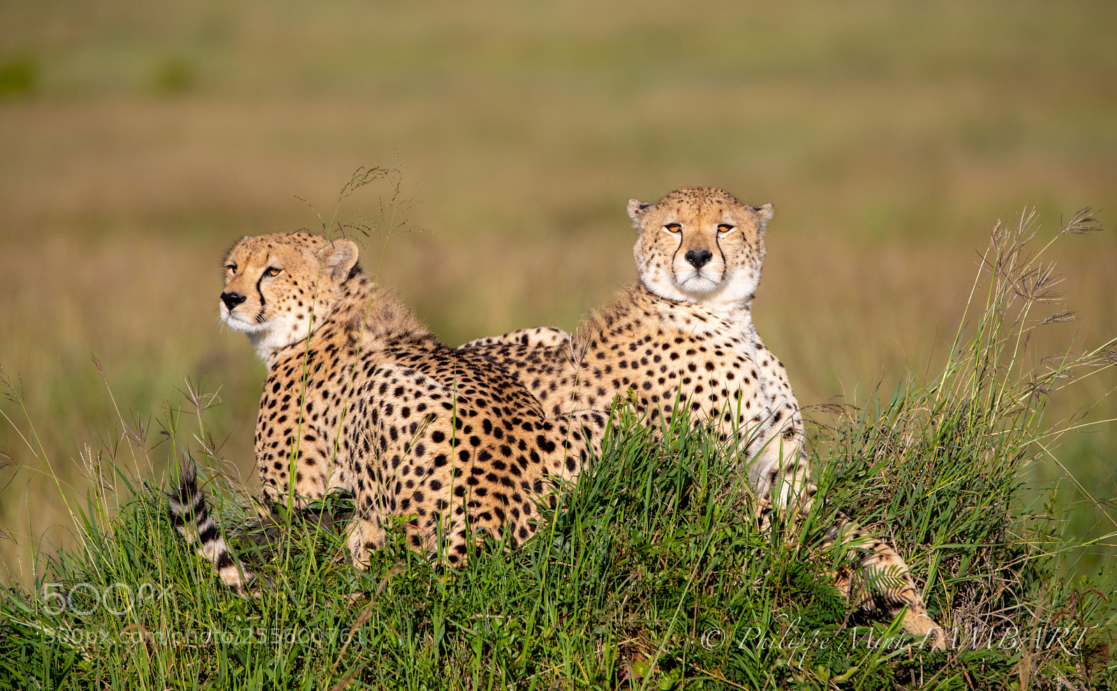 Canon EOS 5D Mark IV sample photo. Cheetah on landscape of photography