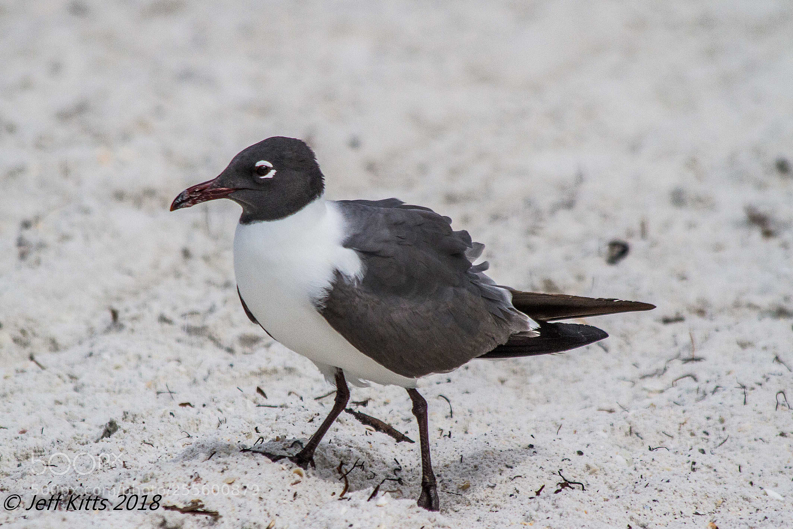 Canon EOS 7D sample photo. 7267- gull # 7 photography
