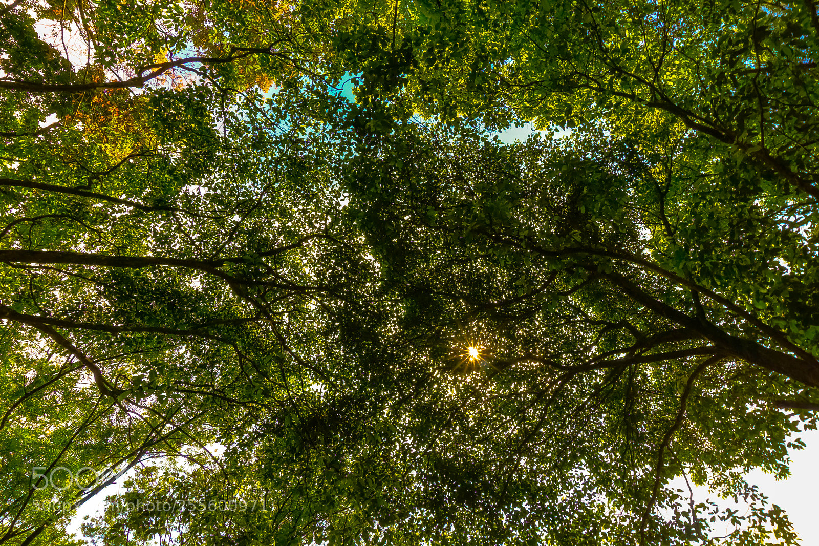 Sony a6000 sample photo. Forest at rain city photography