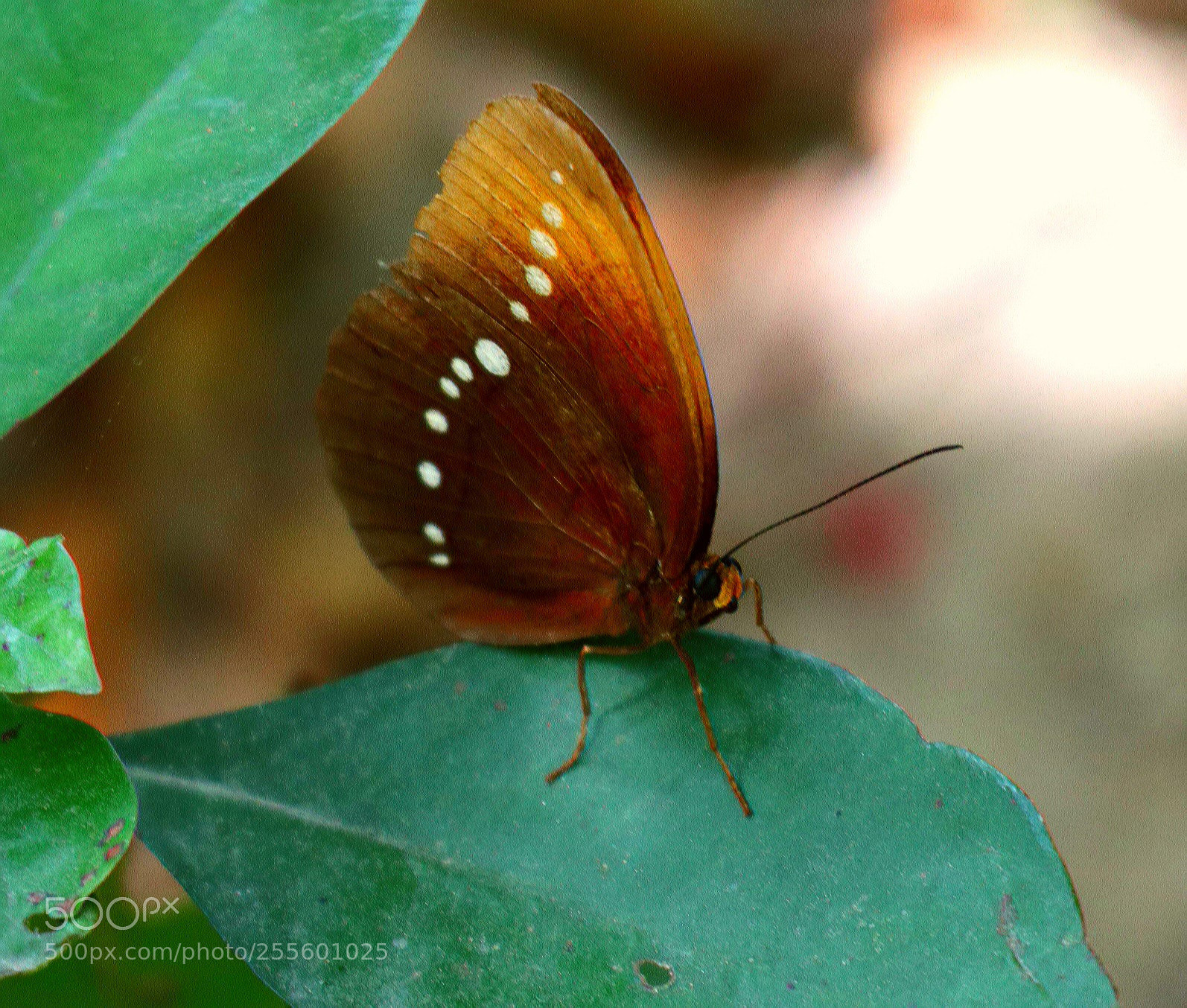 Canon EOS M5 sample photo. Hide in the shade photography