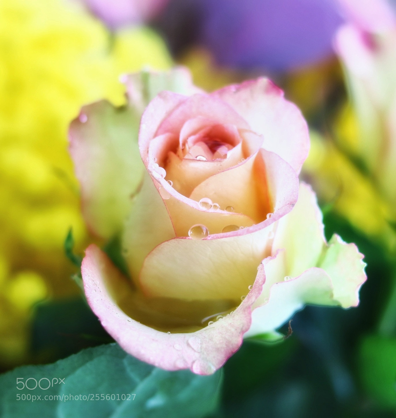 Canon EOS 760D (EOS Rebel T6s / EOS 8000D) sample photo. Tenderness photography