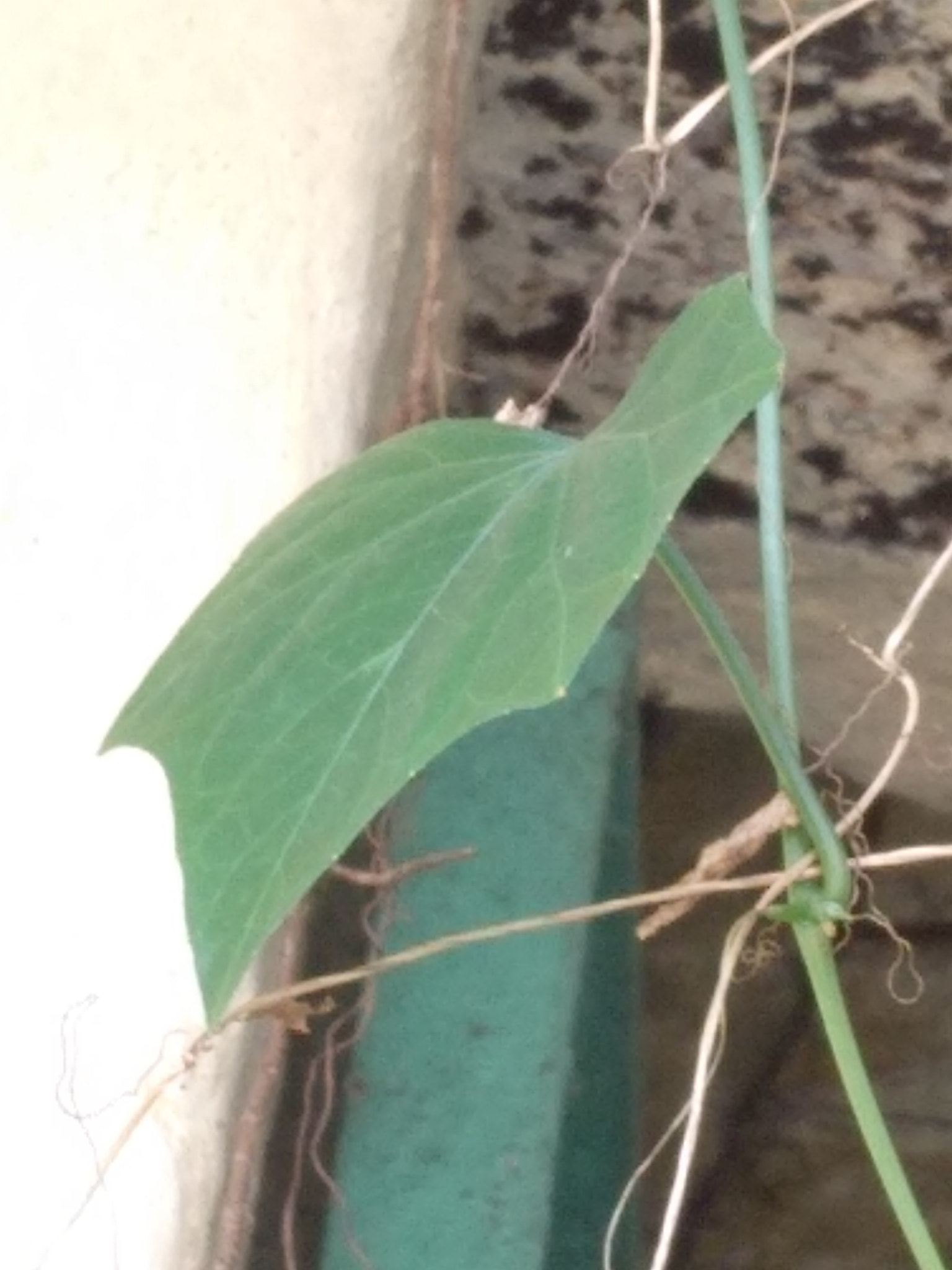 Xiaomi MI MAX 2 sample photo