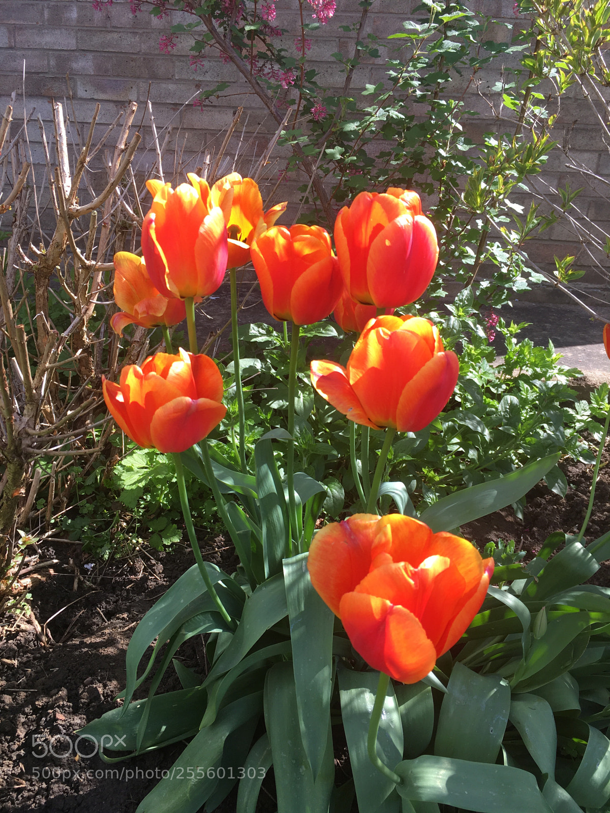 Apple iPhone SE sample photo. Tulips photography