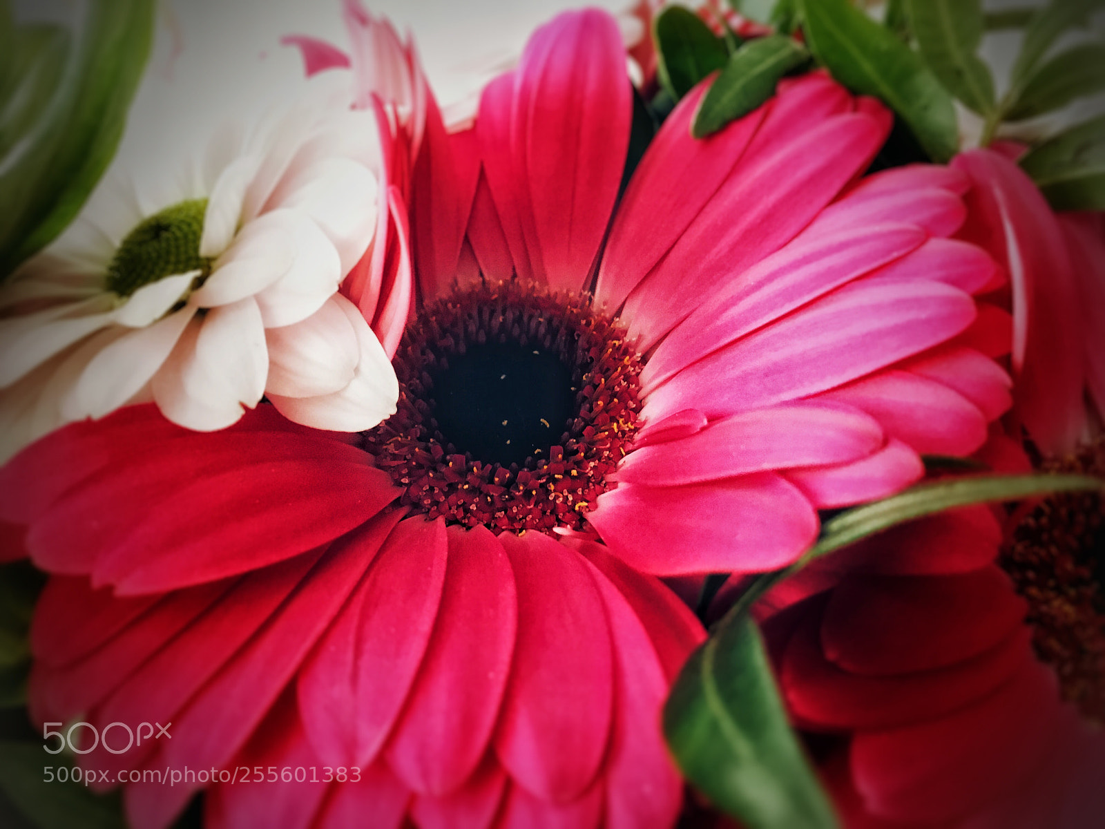 Apple iPhone SE sample photo. Flower photography