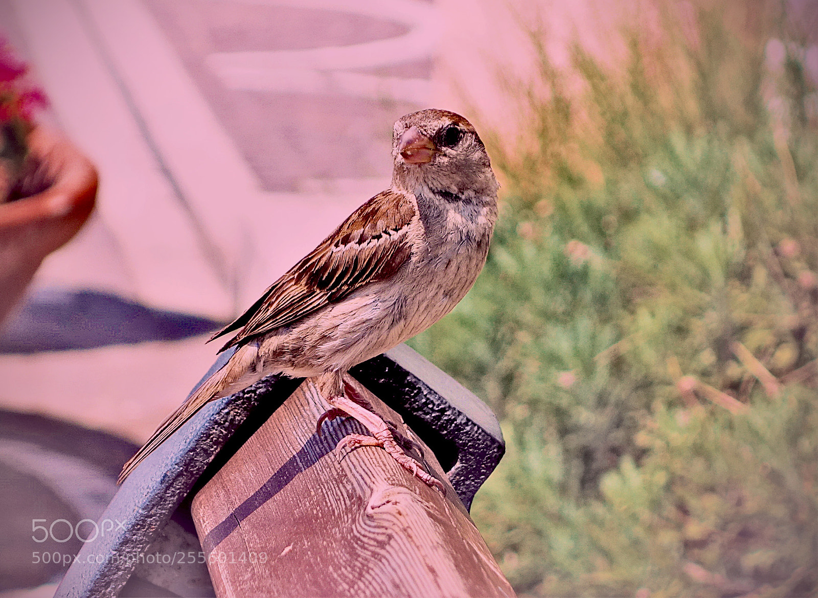 Sony Cyber-shot DSC-RX100 sample photo. Aripassero photography