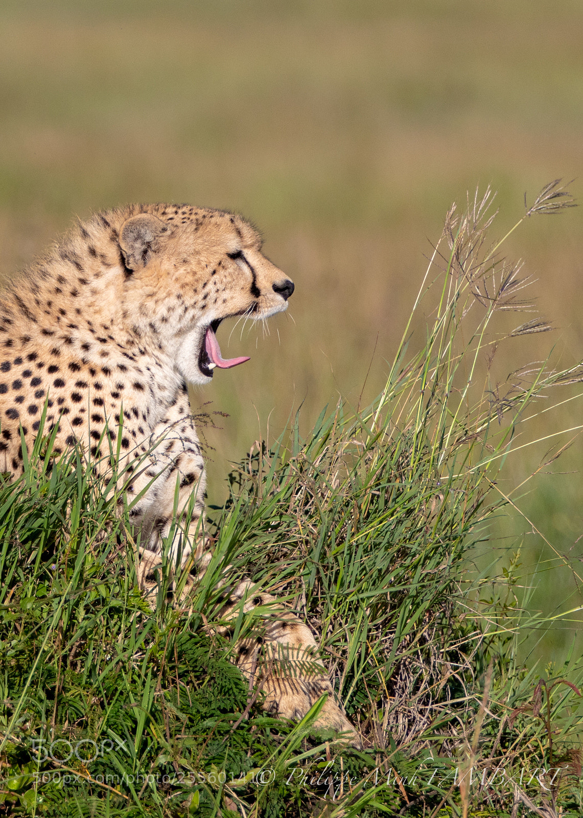 Canon EOS 5D Mark IV sample photo. Cheetah on landscape of photography
