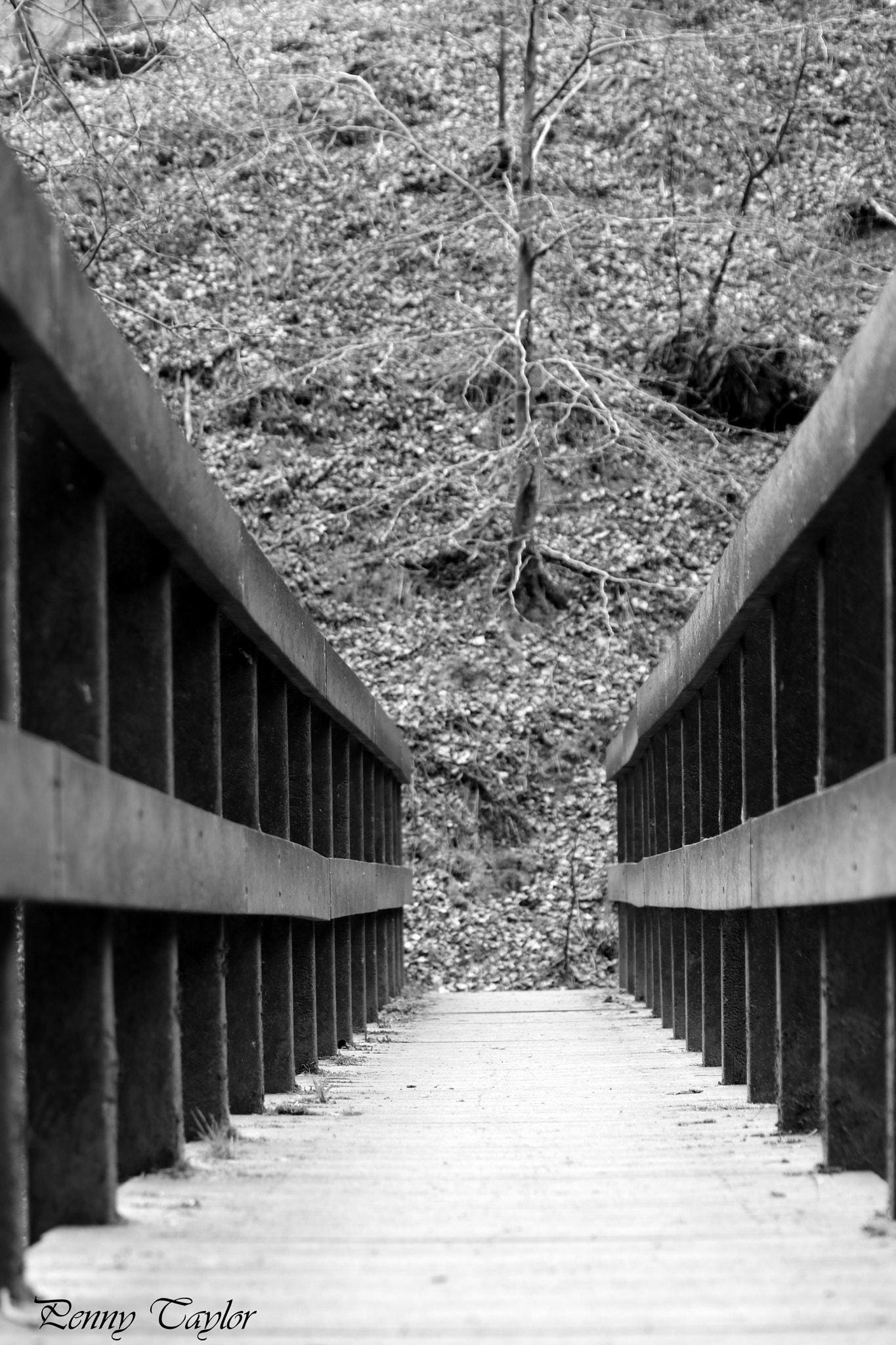 Canon EF 70-300 F4-5.6 IS II USM sample photo. Bridge photography