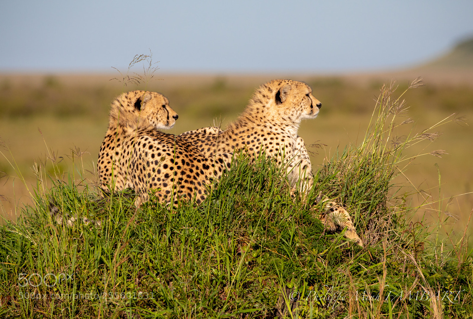 Canon EOS 5D Mark IV sample photo. Cheetah on landscape of photography