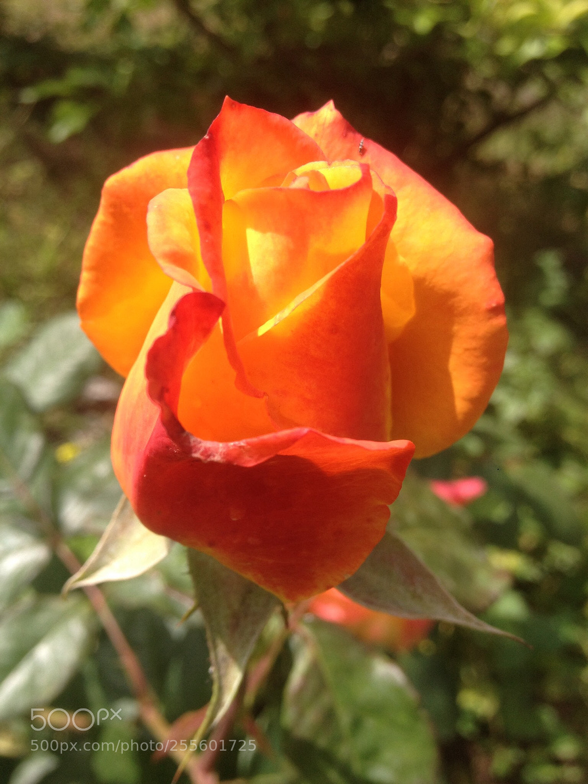 Apple iPhone 4S sample photo. Rose photography