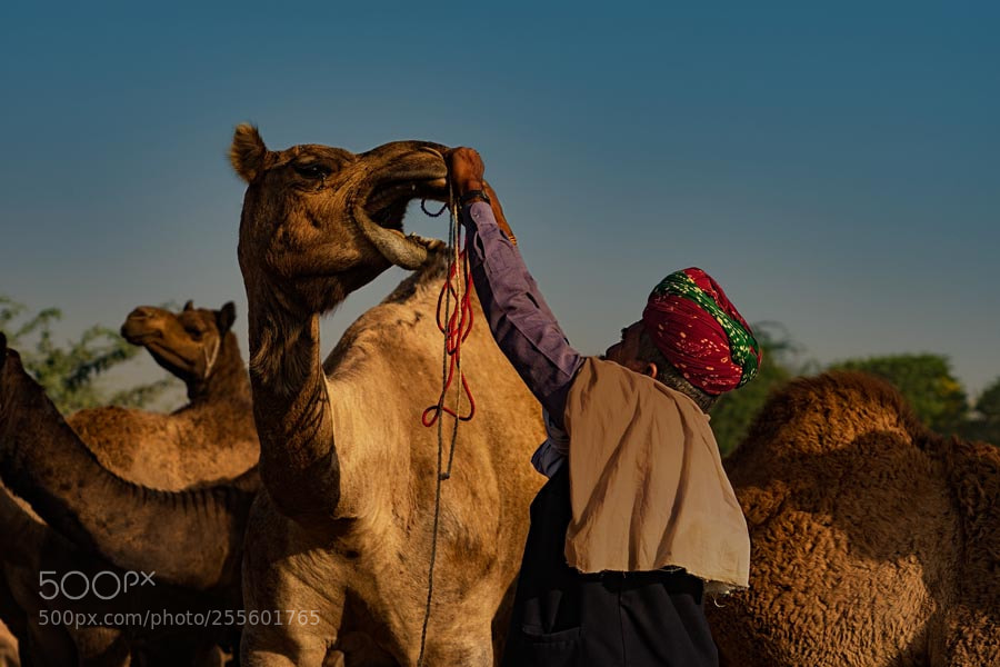 Sony a7 sample photo. Pushkar mela. rajasthan photography