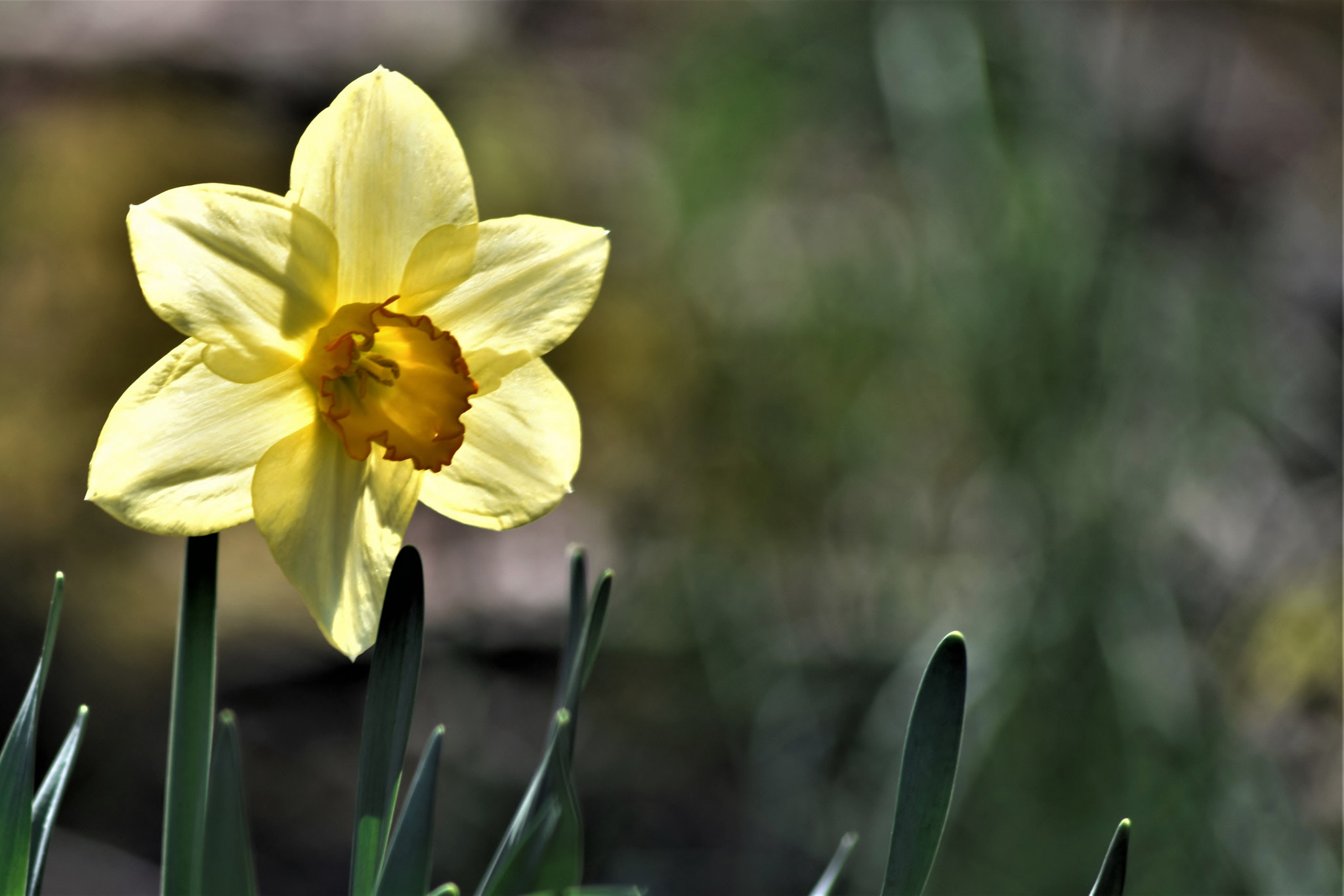 Sigma 70-300mm F4-5.6 APO DG Macro sample photo. "the face of heaven..." photography
