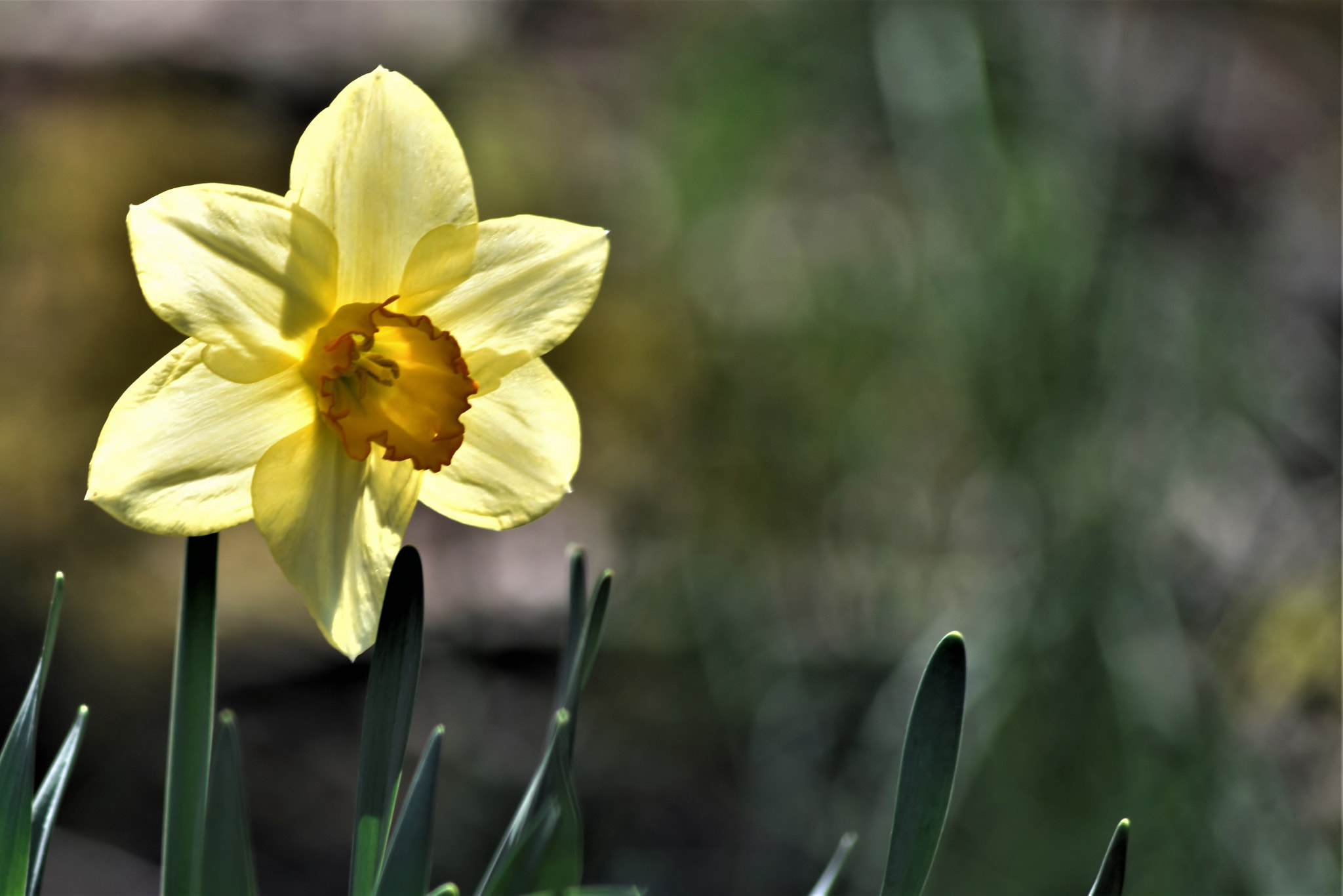 Nikon D5300 + Sigma 70-300mm F4-5.6 APO DG Macro sample photo. "the face of heaven..." photography