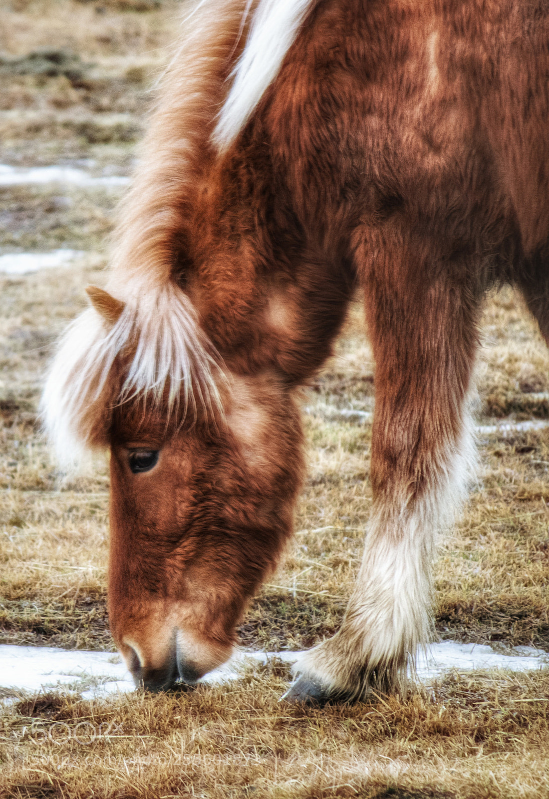 Canon EOS 760D (EOS Rebel T6s / EOS 8000D) sample photo. Cute horse photography