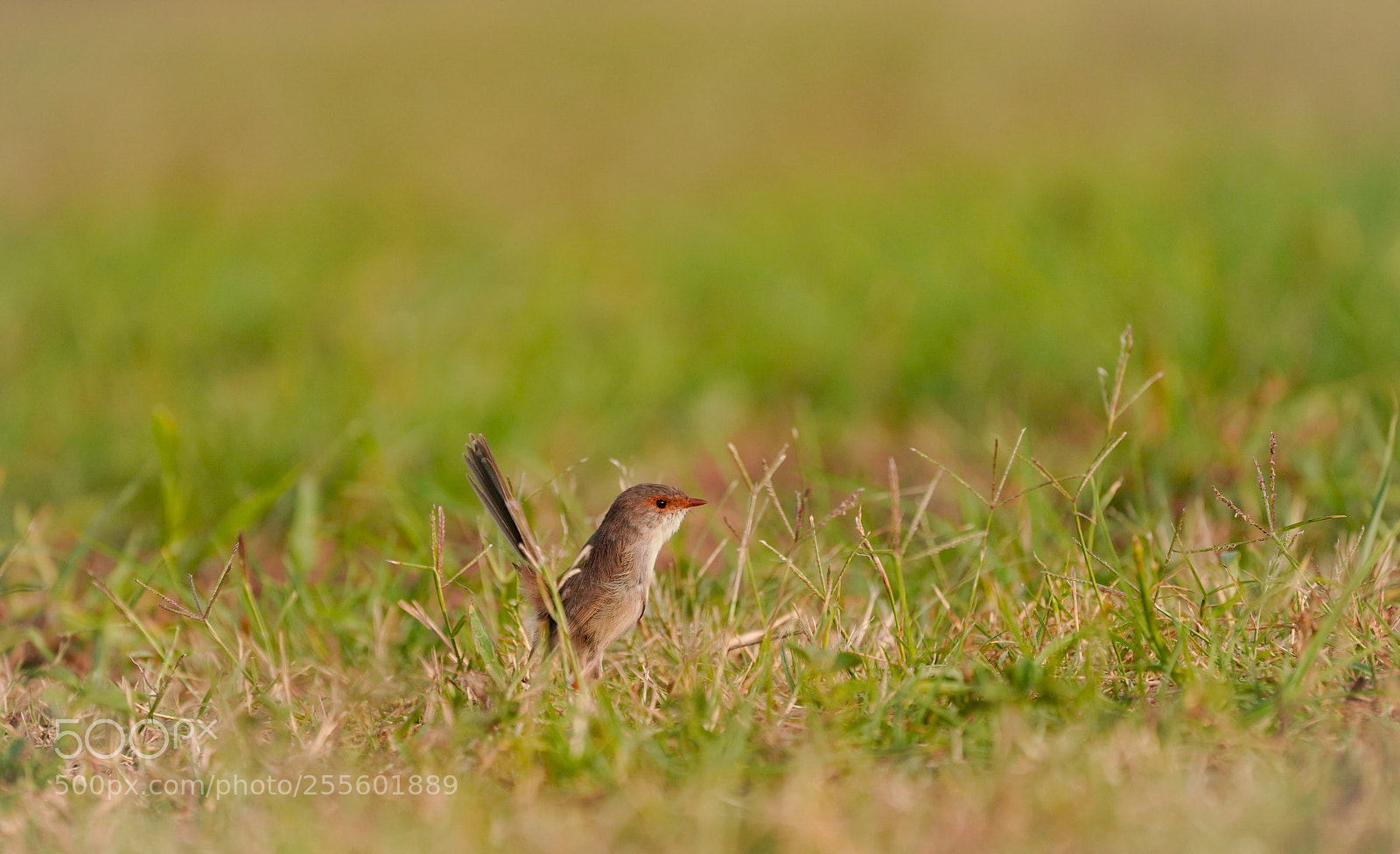 Sony a7R III sample photo. Curious bird photography