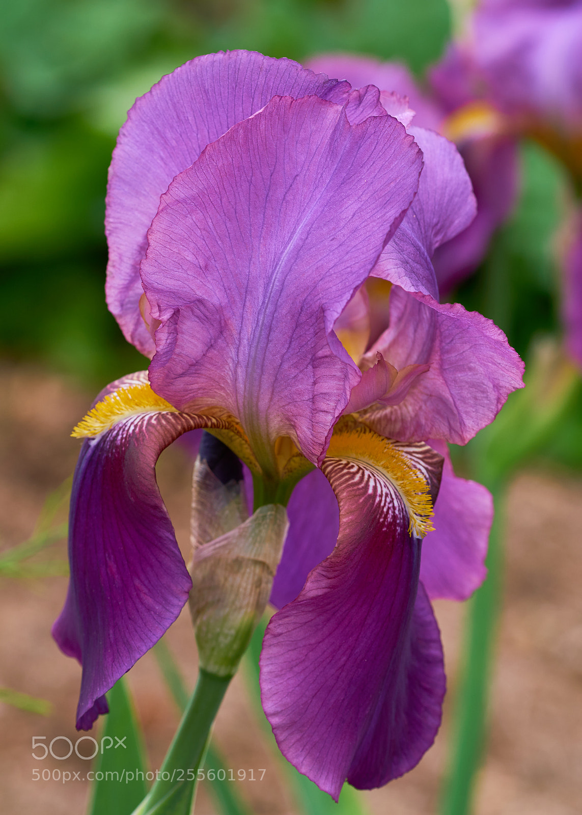 Sony a7R II sample photo. Iris photography