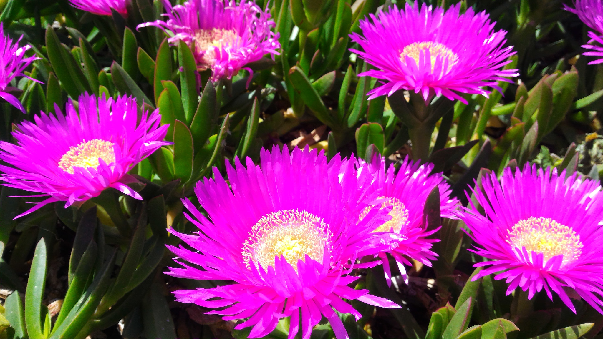 ASUS ZenFone 2 (ZE551ML) sample photo. Flower to polignano a mare photography
