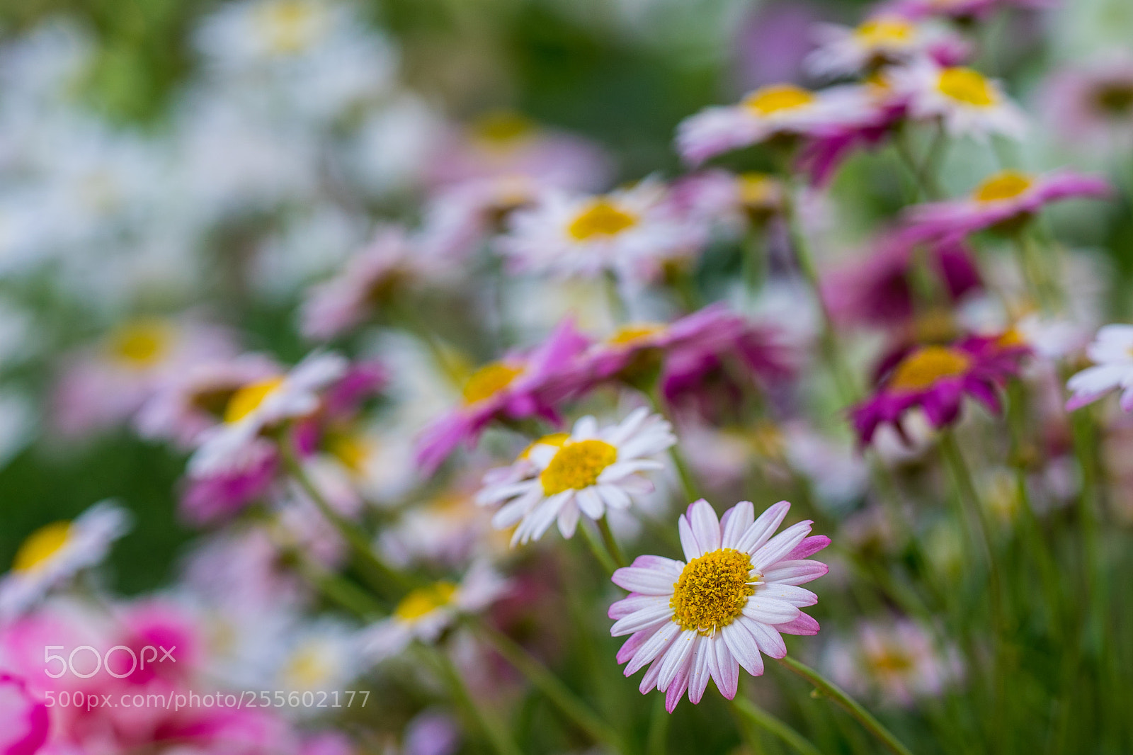 Sony a7 II sample photo. Colorful flowers photography