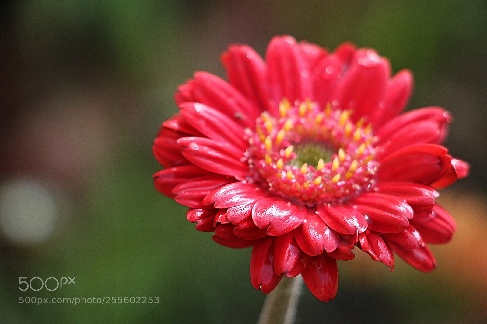Canon EOS 7D sample photo. Drops 5 photography